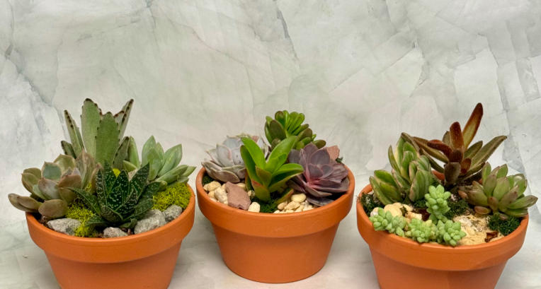 terracotta pots