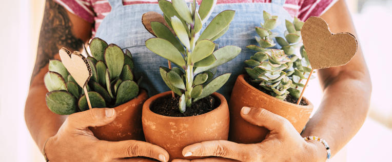 plant pots