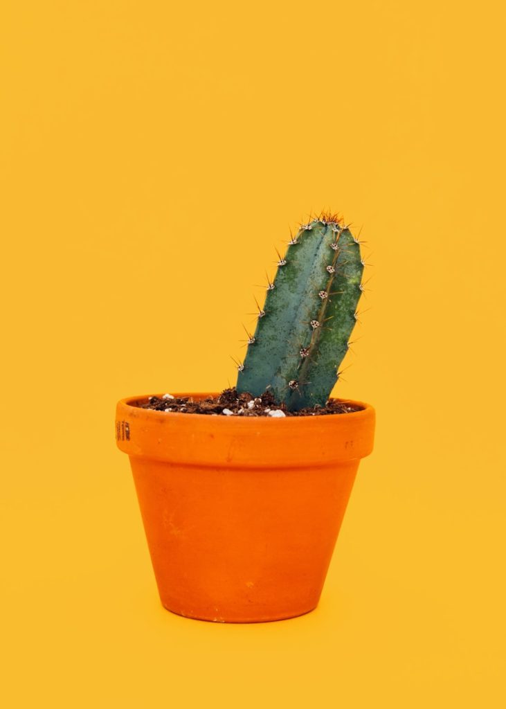 mini plant pots