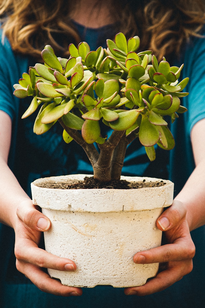 very large garden pots and planters