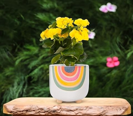8 inch pot