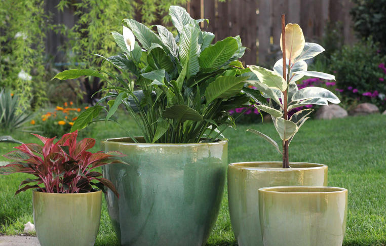 huge plant pots
