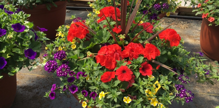flowers in pots