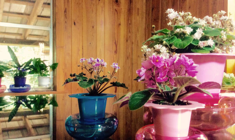 african violet self watering pots