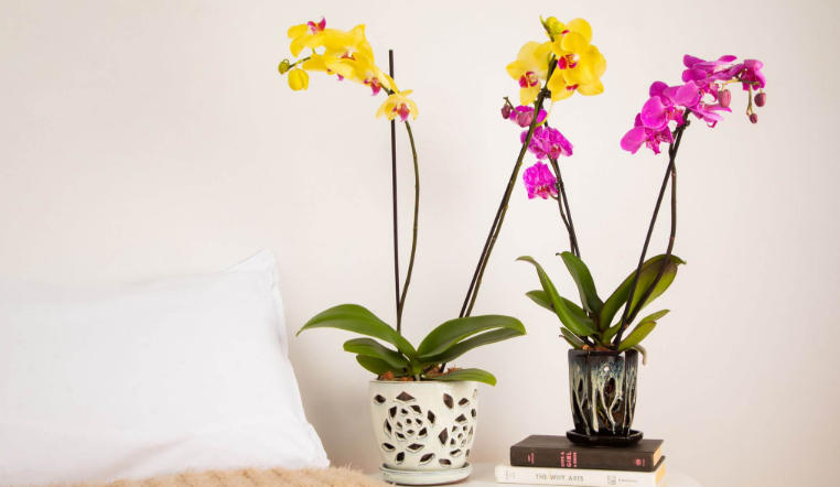 orchid planter pot
