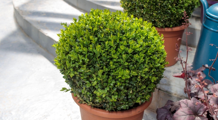 hardy plants for pots for outdoors