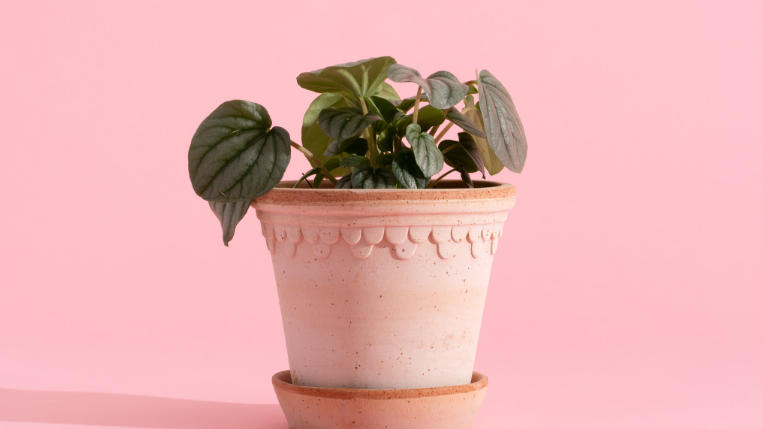 16 inch plant saucer