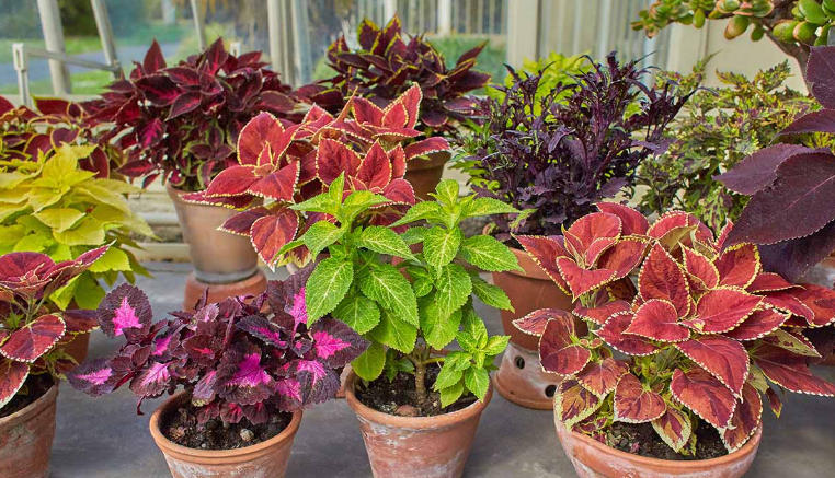 patio plants in pots