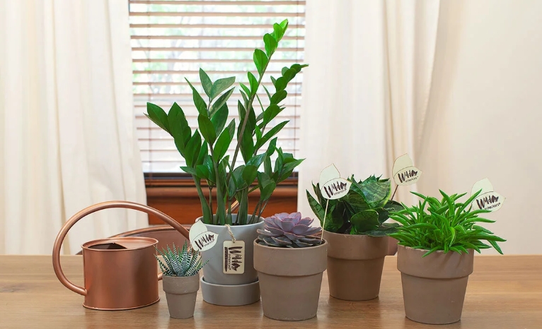 best pots for indoor plants