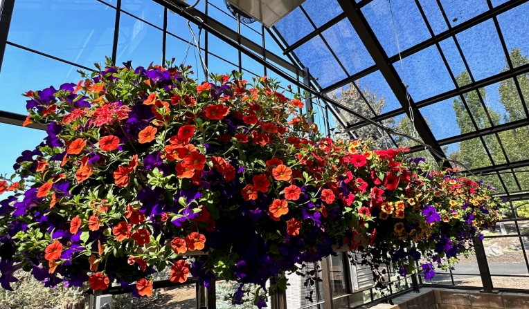 14 inch hanging baskets