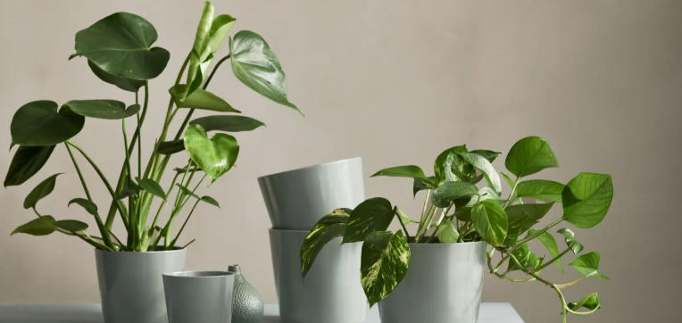 22cm plant pot