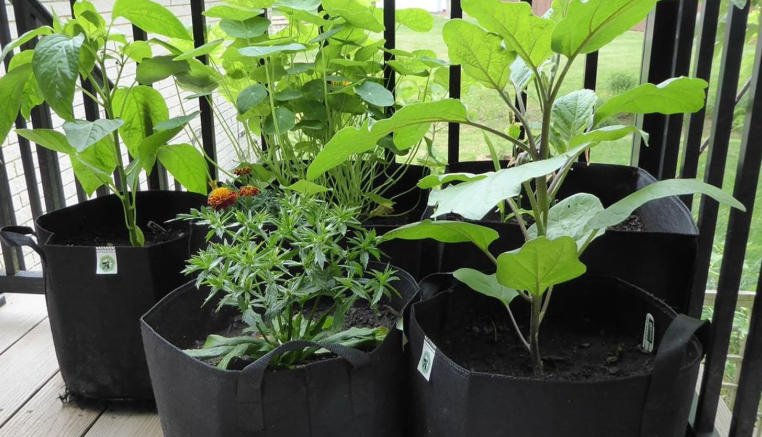 black plastic planters