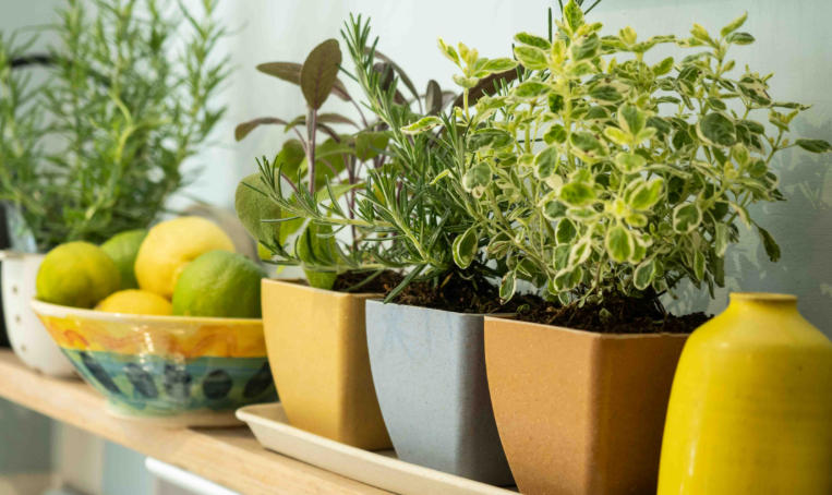 unusual plant pots