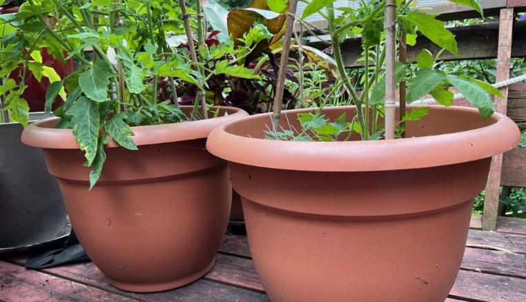 tomato plants in pots