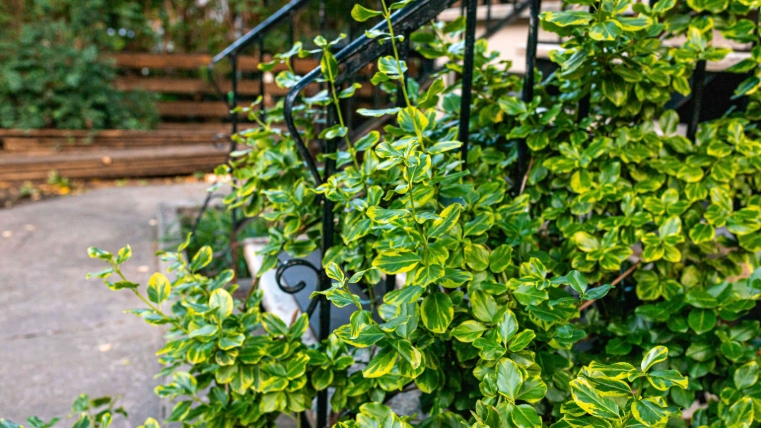 tall evergreen plants for pots