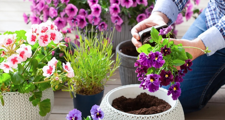 summer flowers for pots