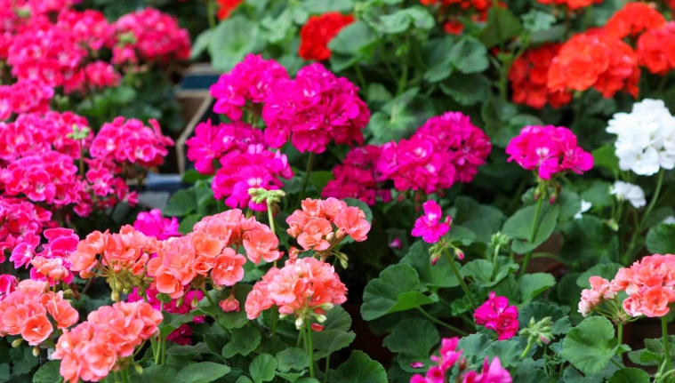 hardy plants for pots