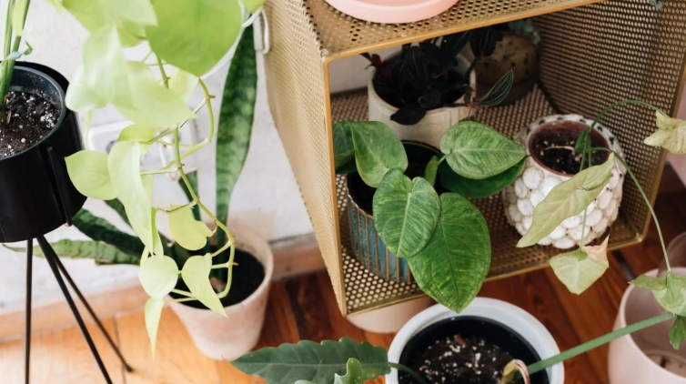 35cm plant pot