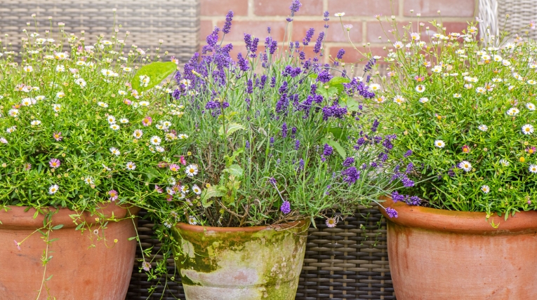 discount flower pots
