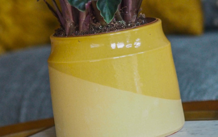 tk maxx plant pots