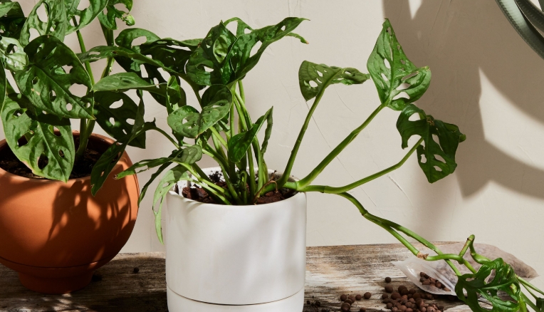 very large indoor plant pots