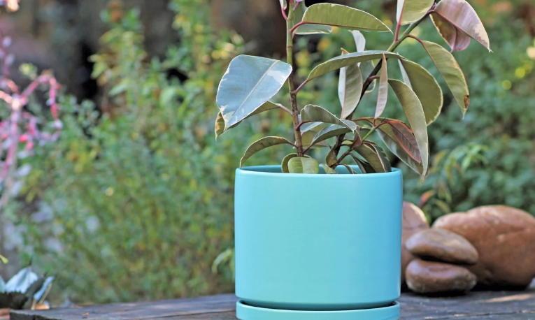 teal plant pot