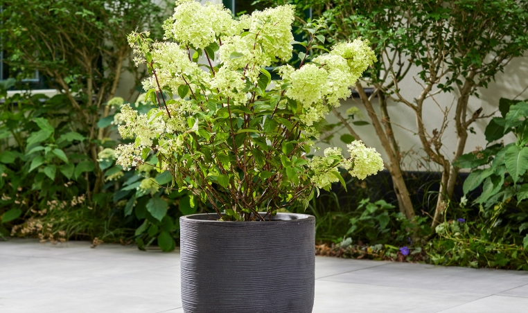 stewart garden pots