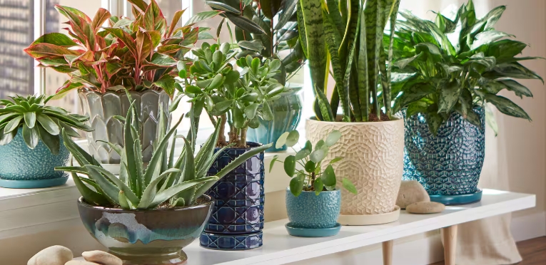cheap indoor plant pots