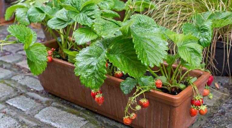 strawberry plant pot