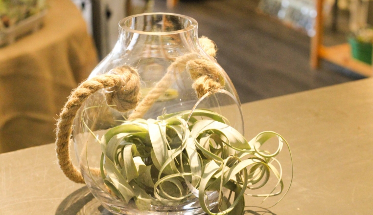 air plant containers