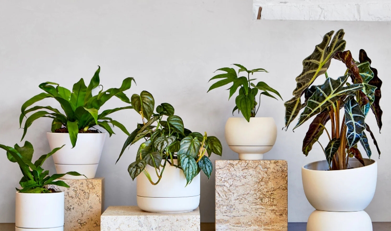 indoor plant containers