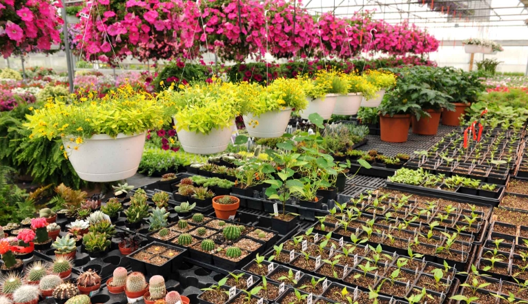 nursery plant pots
