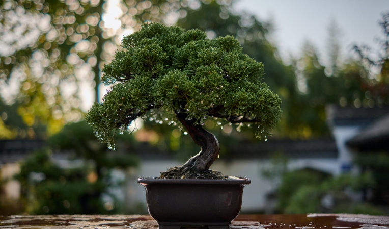 bonsai plant pot
