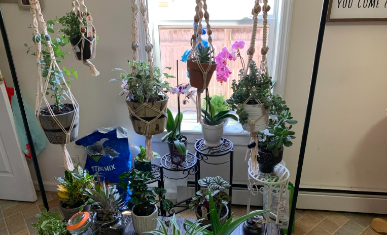 plant stand for hanging plants