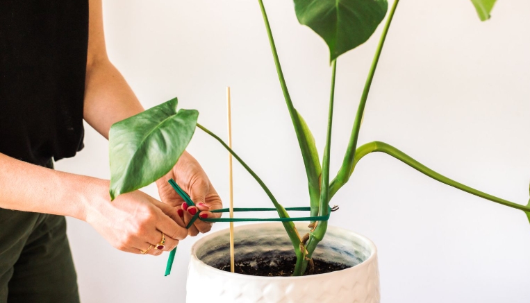 tall skinny plant stand
