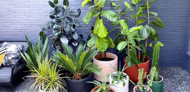 large plant pot with drainage