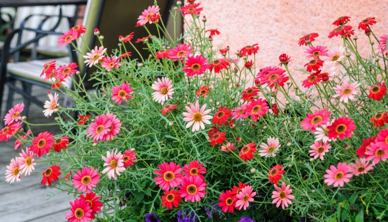 summer plants for pots