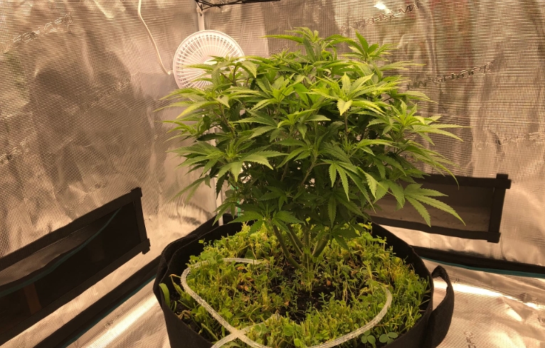 10 gallon flower pot