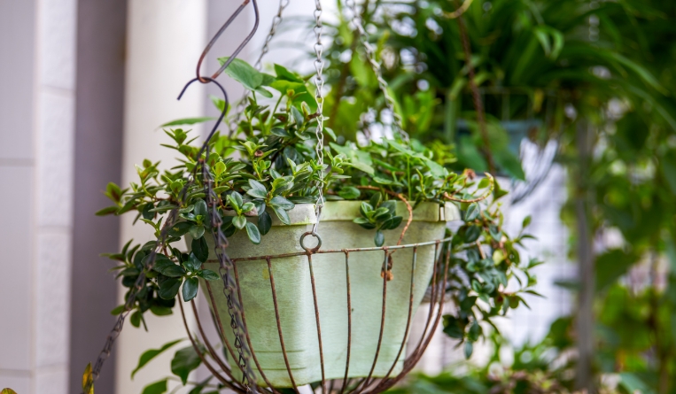 artificial trailing plant in pot