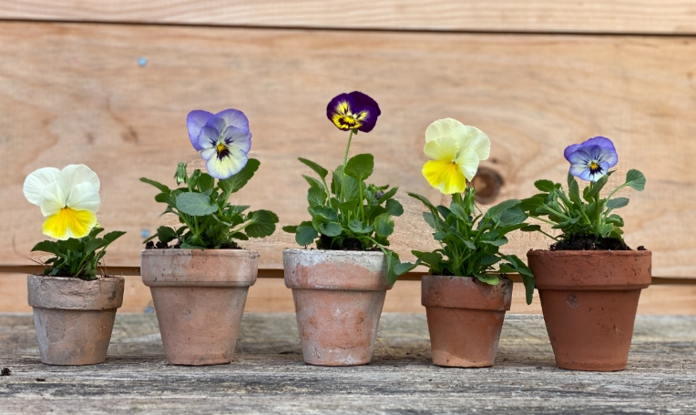plants for small pots