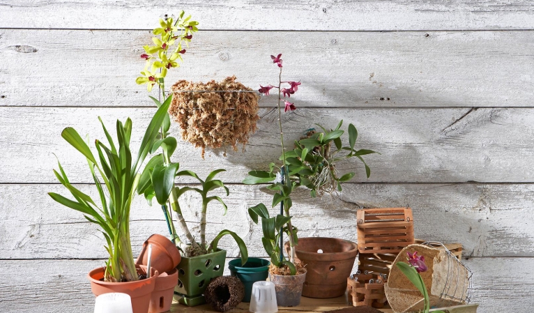orchid pots near me