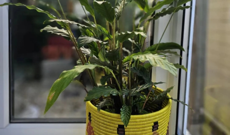 plant in basket