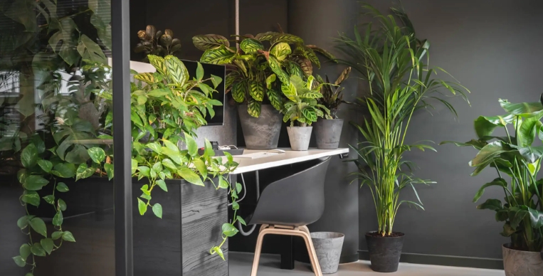tall single plant stand indoor
