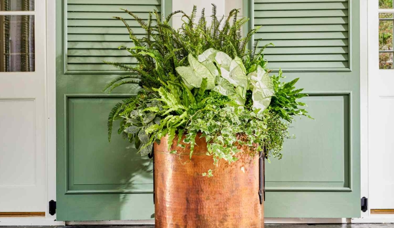 tall outdoor potted plants for privacy