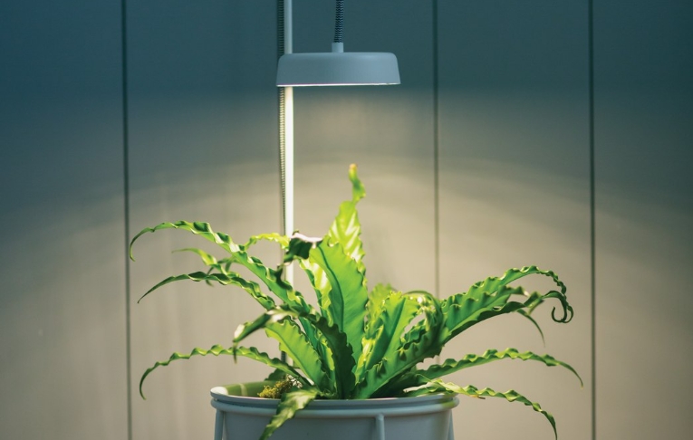 extra large plant stand