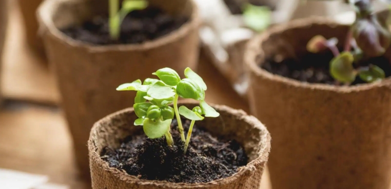 eco friendly plant pots