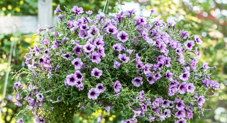 best hanging basket plants