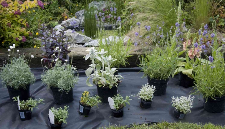 plastic grow pots