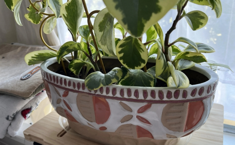 oval plant pot