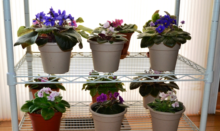triple plant stand